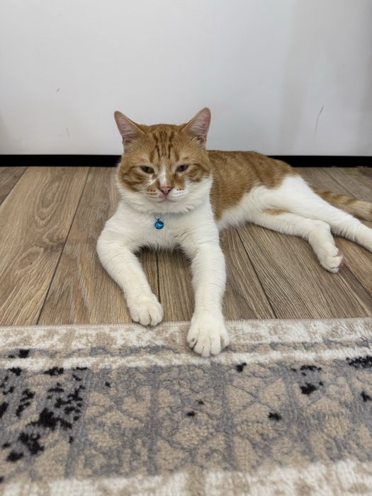 Мысық мейірімді жанға беріледі