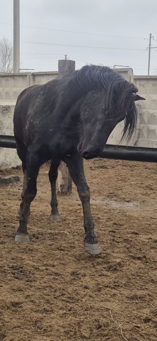 Айгыр Жкребецы ..