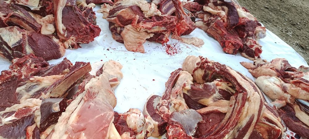 Бүгінге дайын Соғым жылқы еті бар