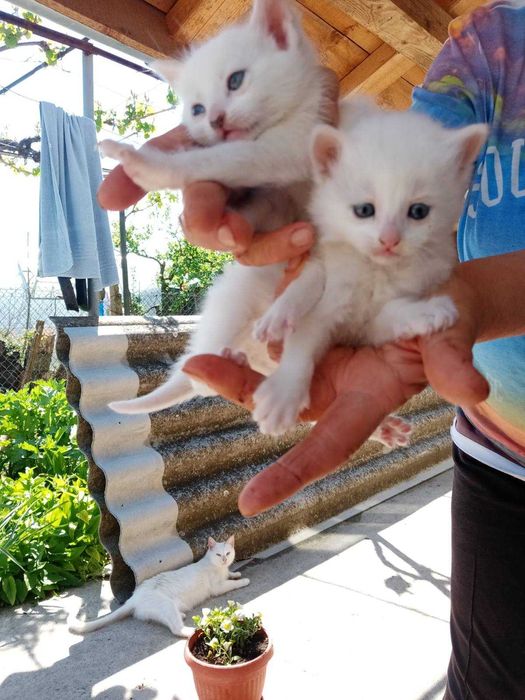 Малки котенца...