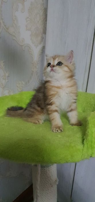 Скотиш страйт мраморная шиншила