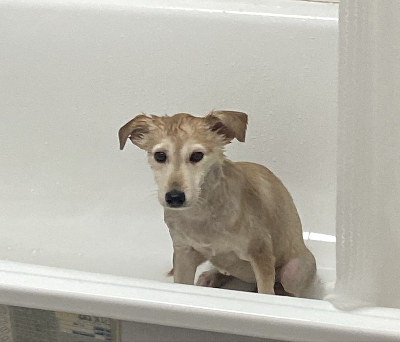 Девочка щеночек ждет хозяина