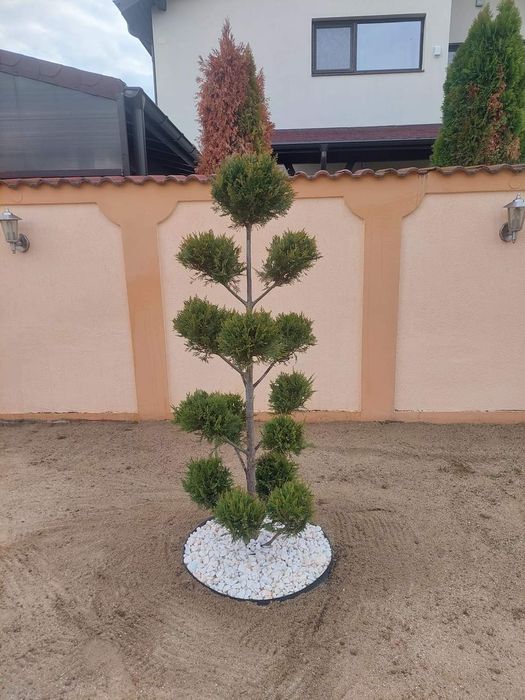 Plante ornamentale