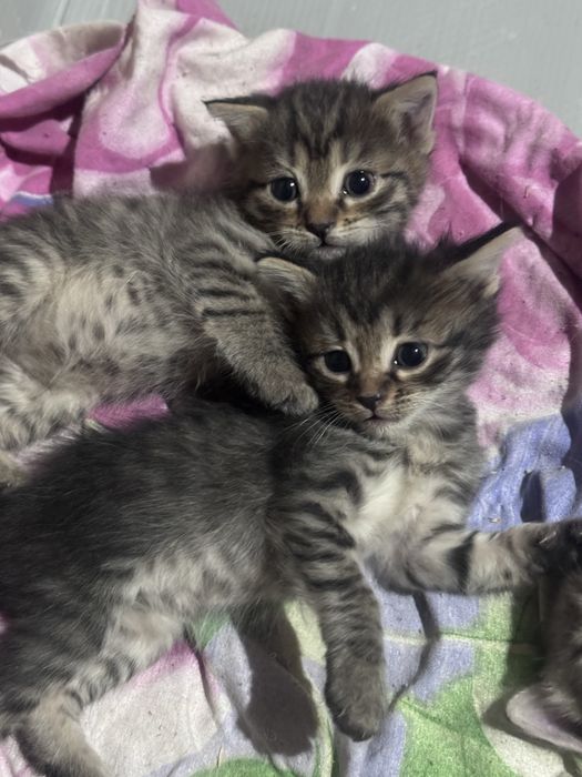 Продаются милые полосатые котята