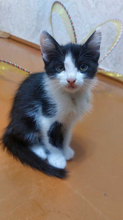 Котенок в добрые ответственные руки