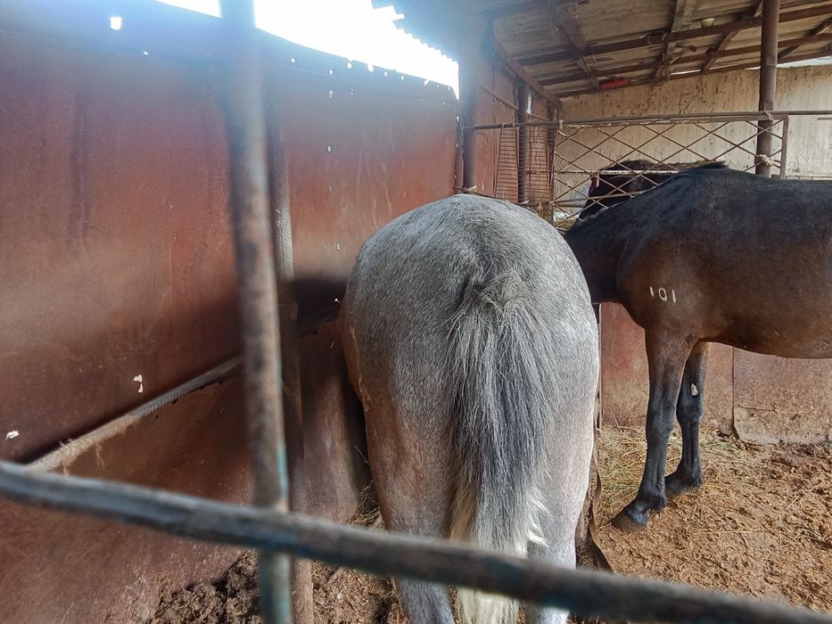 Байтал мен донен сатылады