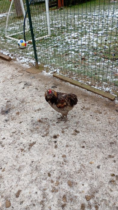 Vând 1 cocos și 5 gaini aurocana.