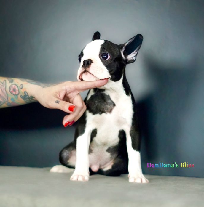 Baietel boston terrier cu pedigree