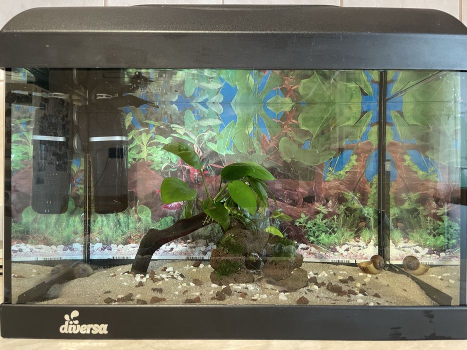 Acvariu Diversa 25 l