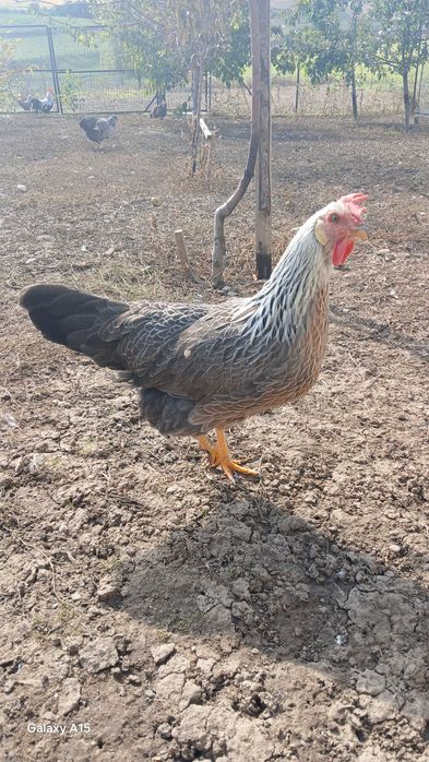 Vand gaini si cocosi de rasa