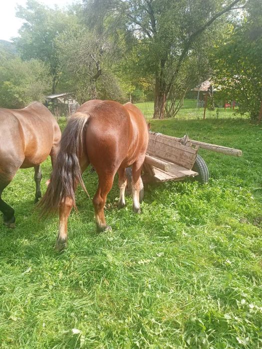 Cal 1 an jumatate castrat