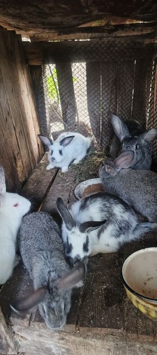 Продаются Крольчата