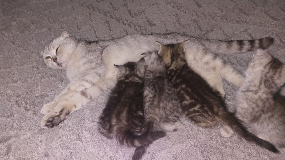 Продам шотландских котят