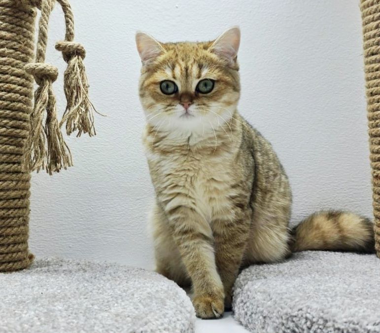 КоШечки  3 мес БритаНскиЕ