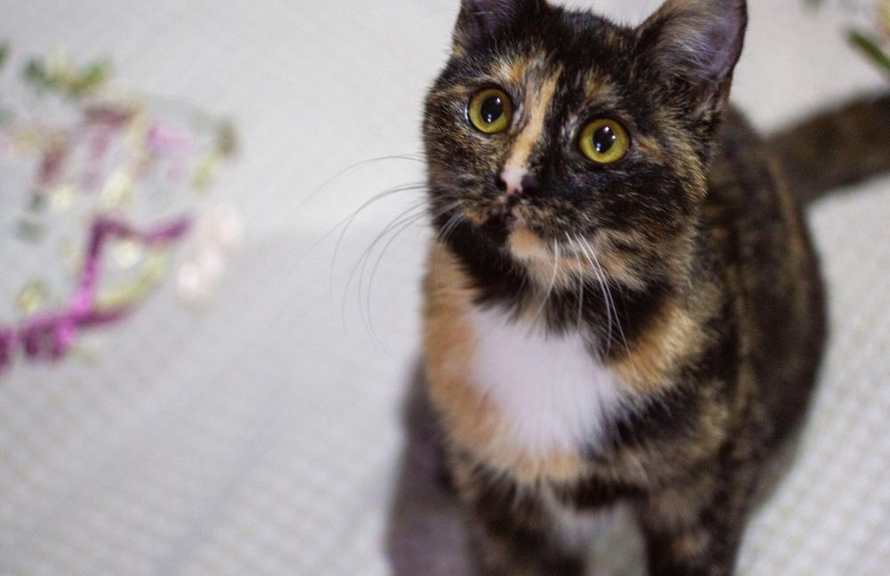 Ириска - котенок девочка 4,5 месяца