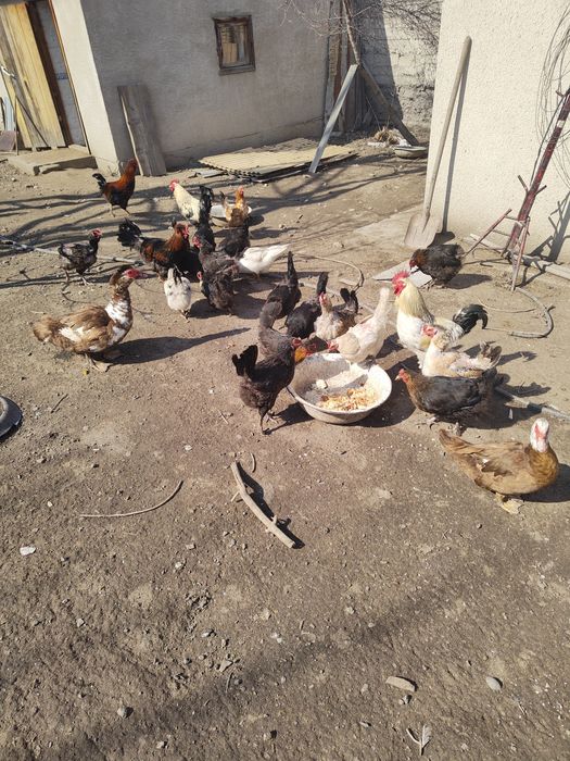 Домашние циплята