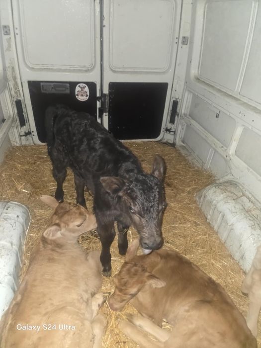 Продавам месодайни сукалчета мъжки и женски