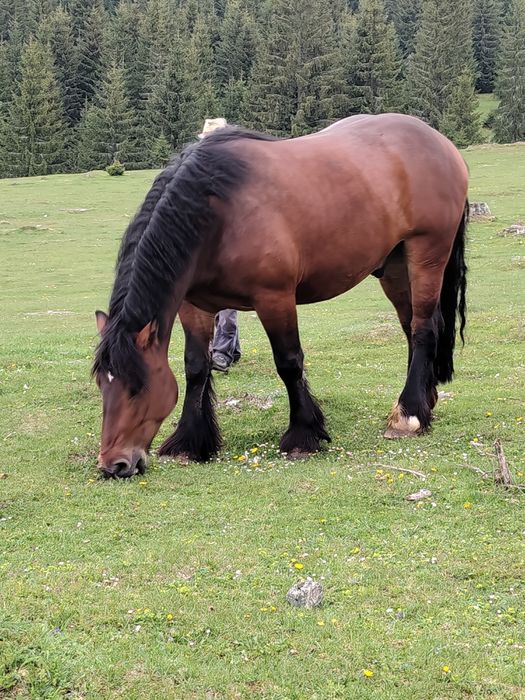 Vând mânz de 3,5 ani
