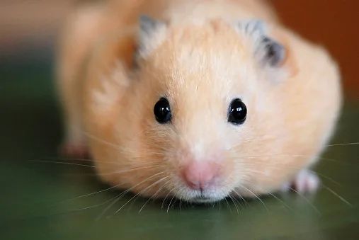 Отдам хомяков рыжий и серый