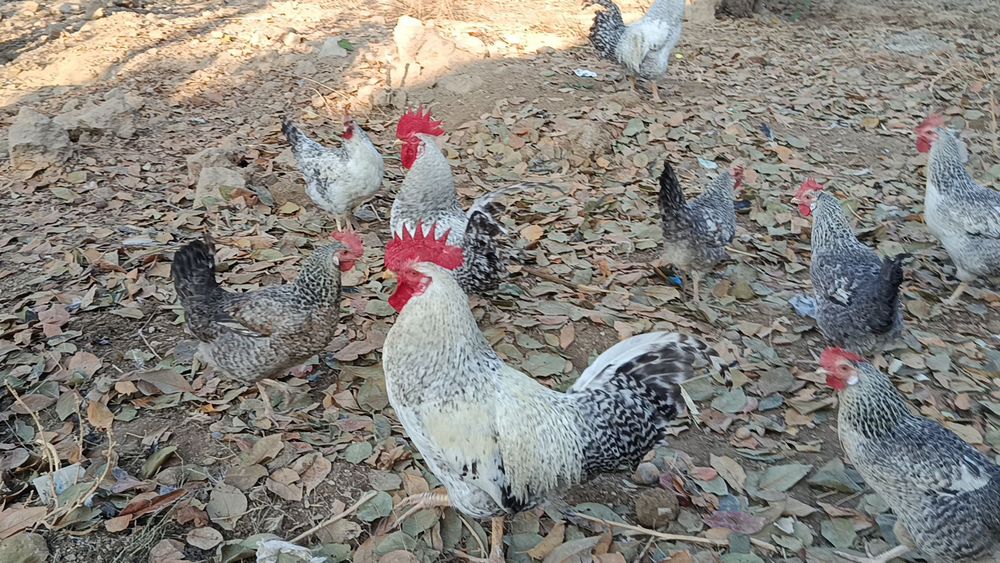 Барковская барвистая парода жўжаларига заказ оламиз