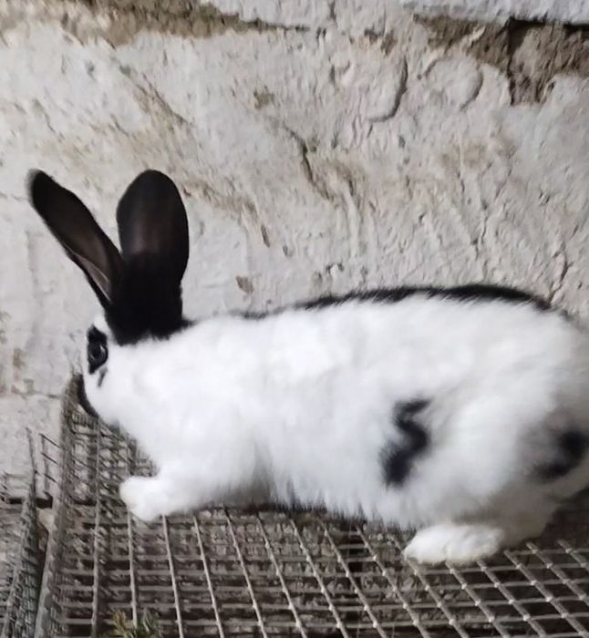 Продаются кролики