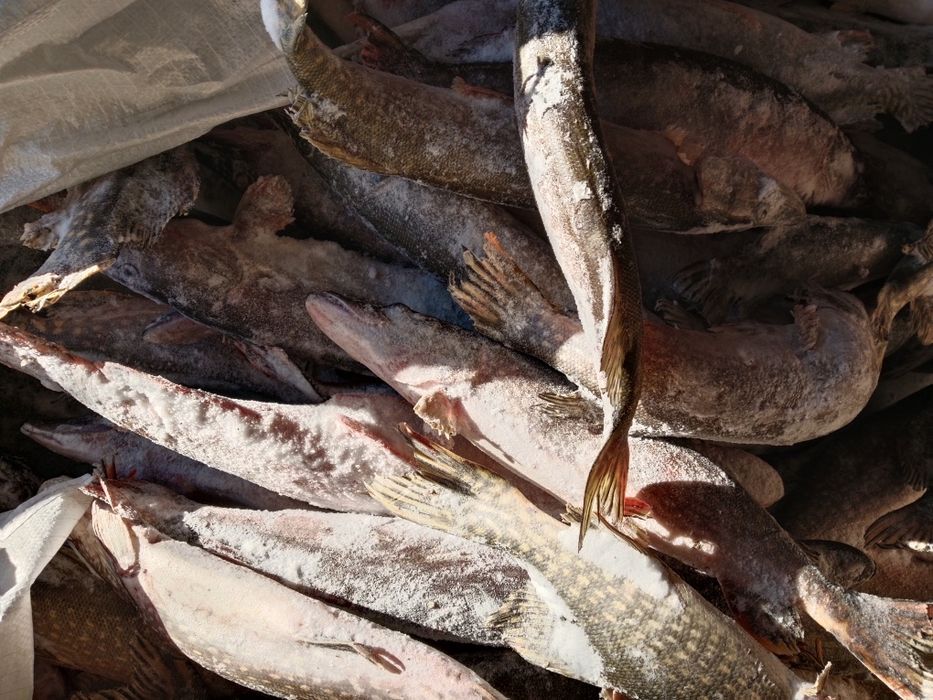 Продам Торгайску щуку