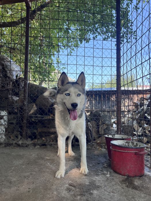 Donez doua femele Husky Siberian