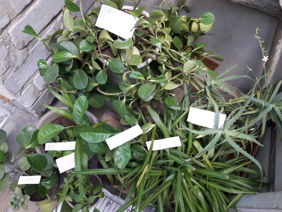 Шапочка для купания колпак поварской.