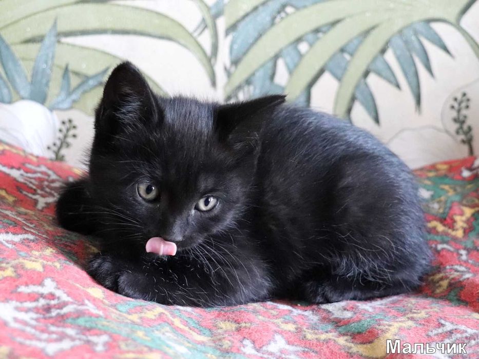 Отдам в хорошие руки котят, 2 девочки, 2 мальчика