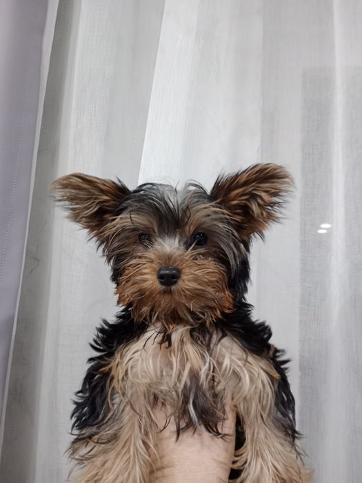 Щенок мини  йорк