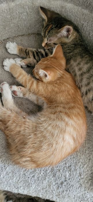 Котята 2 мес. Мальчик и девочка