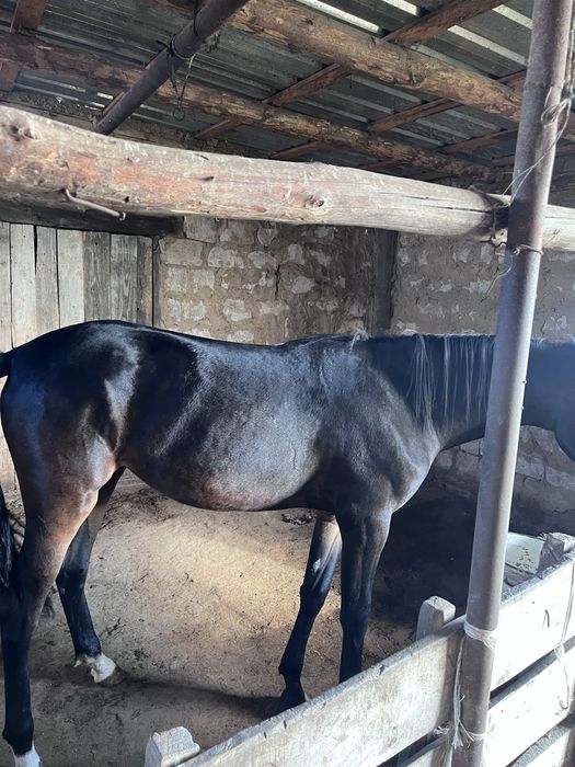 Сатылымда таза канды 1,5жасар