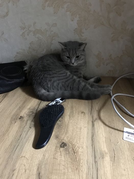 кот приносящий удачи