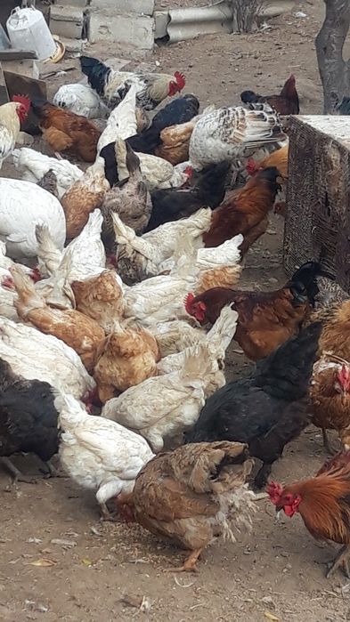 Распродажа домашней птицы