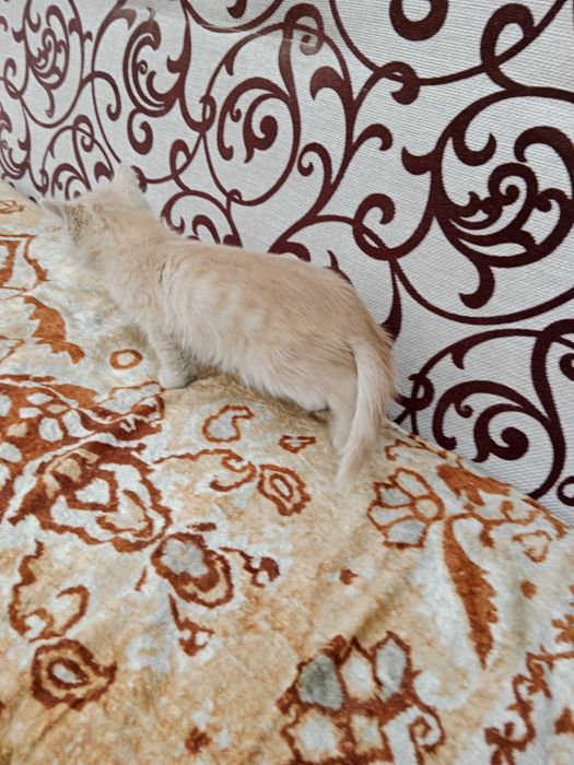 Рыженький котёнок ищет дом