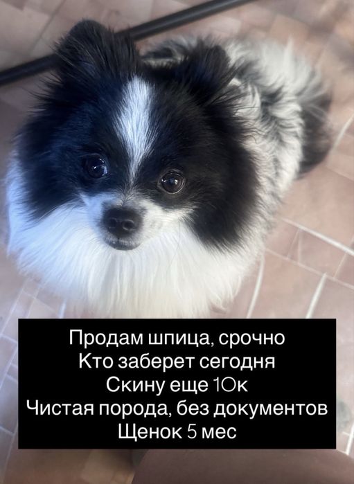 Продам щенка шпица