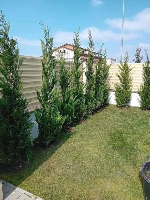 Vindem tuia leylandii 
*avem toate dimensiunile.
*preturile variază în