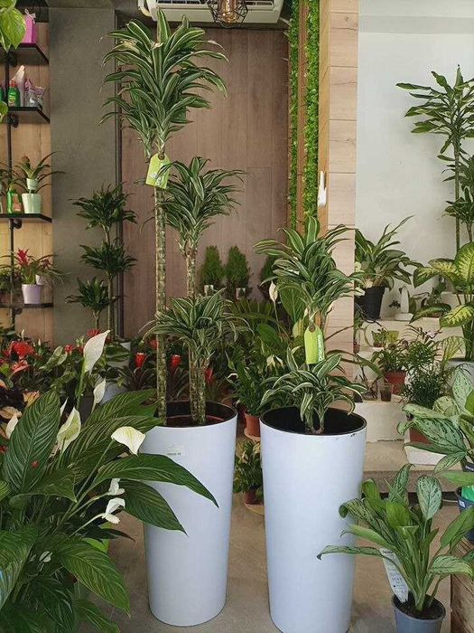 Комнатные растения для дома и офиса вашего