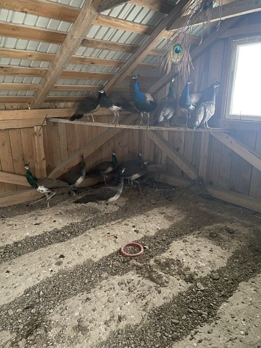 Pauni standard de vanzare