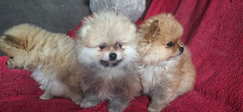 Очаровательные щенки шпица.