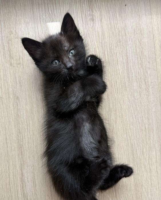 Отдам котят 1,5 месяца