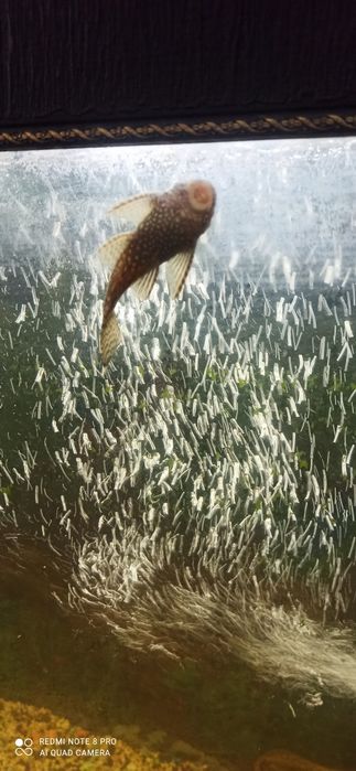 Продаются домашние сомики-анцитрусы