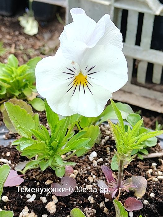 Продавам различни видове цветя