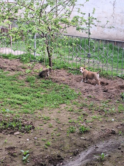 Собака Алабай 2 месяца