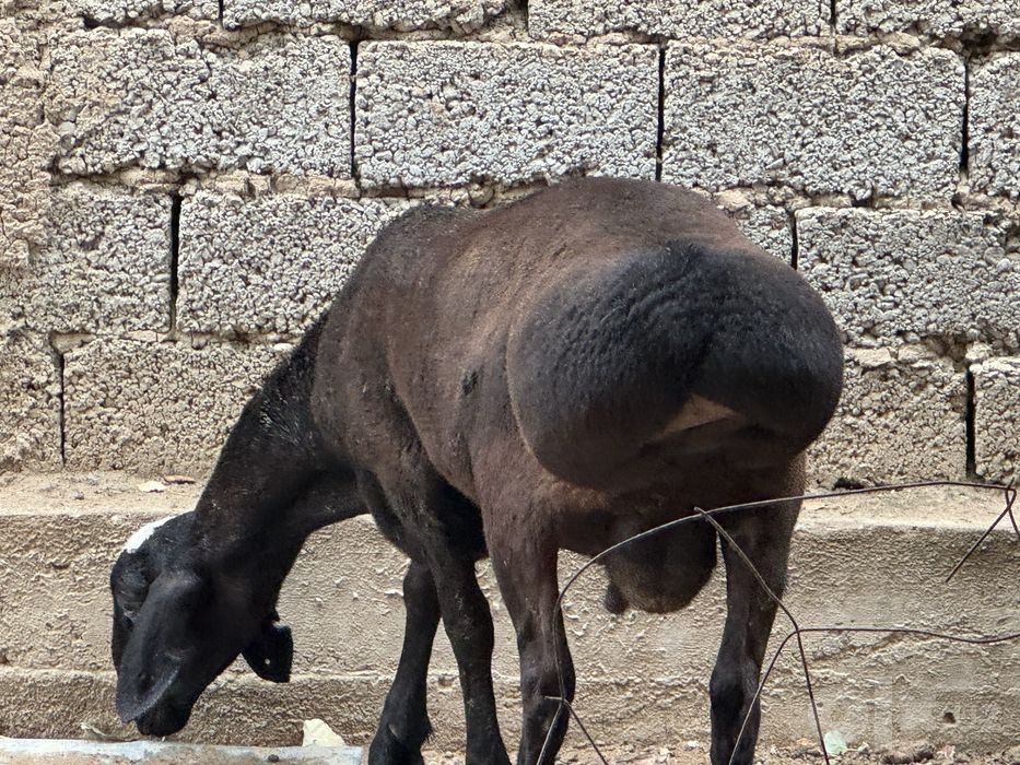 Qoʻy qoʻchqor sotiladi