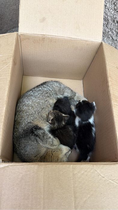 Отдам котят даром