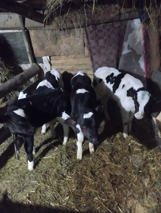 Vând 4tauras de 3.4 saptamani