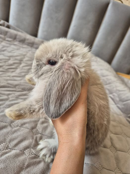 Крольчонок минилоп