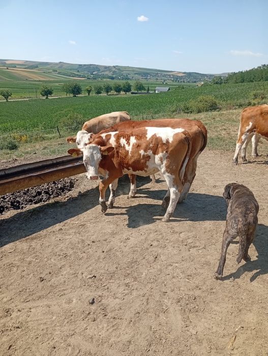 Vând 2 vițele- 5500 bucata