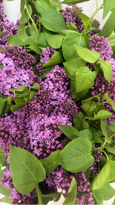 Продам кравивую  сирень